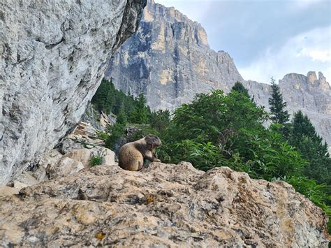 Where to see and photograph marmots in Val di Fassa .